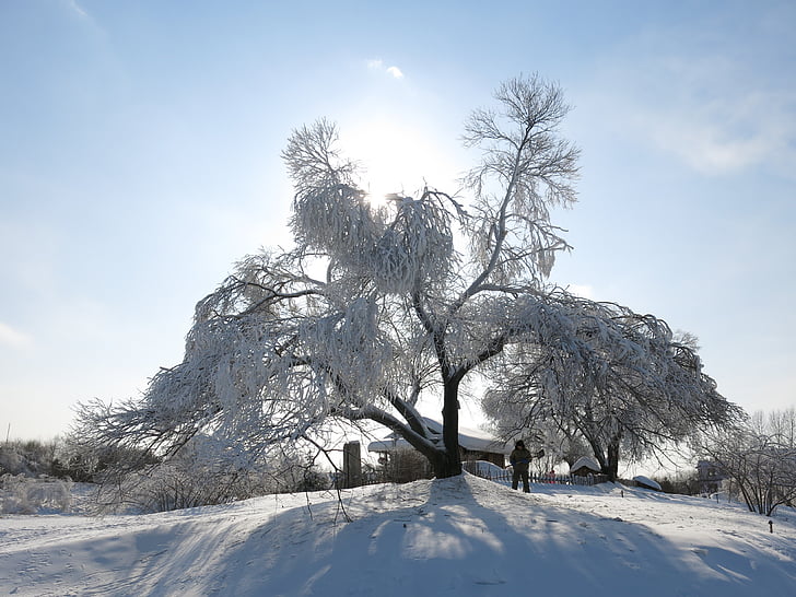 solskinn, snø og is, hengende treet