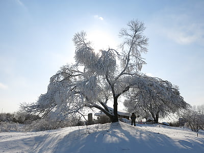 saulės, sniego ir ledo, pakibęs medis