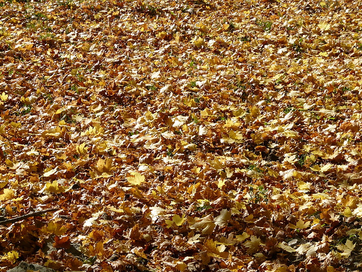 Есен листа, листа, кленови листа, Есен, Есенни листи, злато, есенните цветове