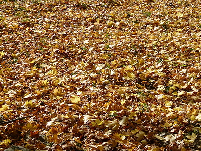 Blätter fallen, Blätter, Ahorn-Blätter, Herbst, Herbstlaub, Gold, Herbstfärbung