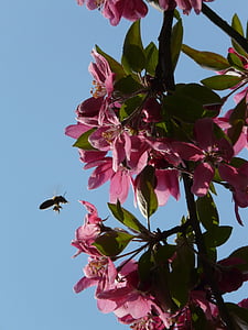 árvore de pêssego, flor de pessegueiro, flor, flores, -de-rosa, árvore, Primavera