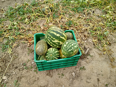 vodové melóny, Orchard, ovocie, úroda, letné, farma, Záhrada