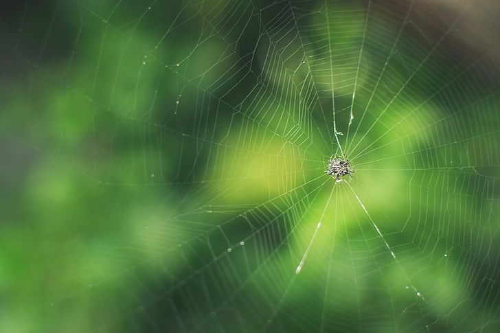 lỗi, màu xanh lá cây, côn trùng, nhện, nhện, web, Spider web