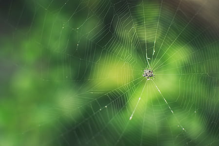 bug, green, insect, spider, spider's web, web, spider Web