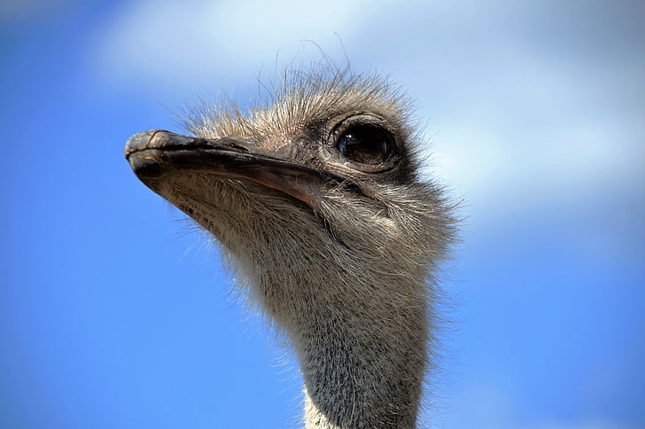 the ostrich, head, grimace, view, stupid, bird, flightless