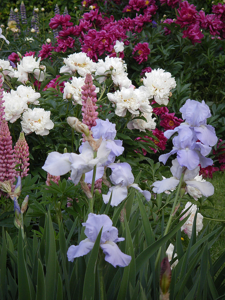 Iris, Lupine, Peony, bunga, alam, putih, helllila
