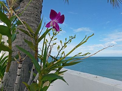 orchideák, virágok, trópusi, Ázsia, Thaiföld, növény, tenger