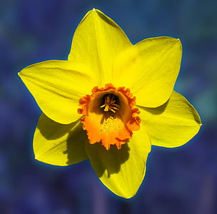 Blume, Narzisse, Blüte, Bloom, gelb, Frühling, in der Nähe