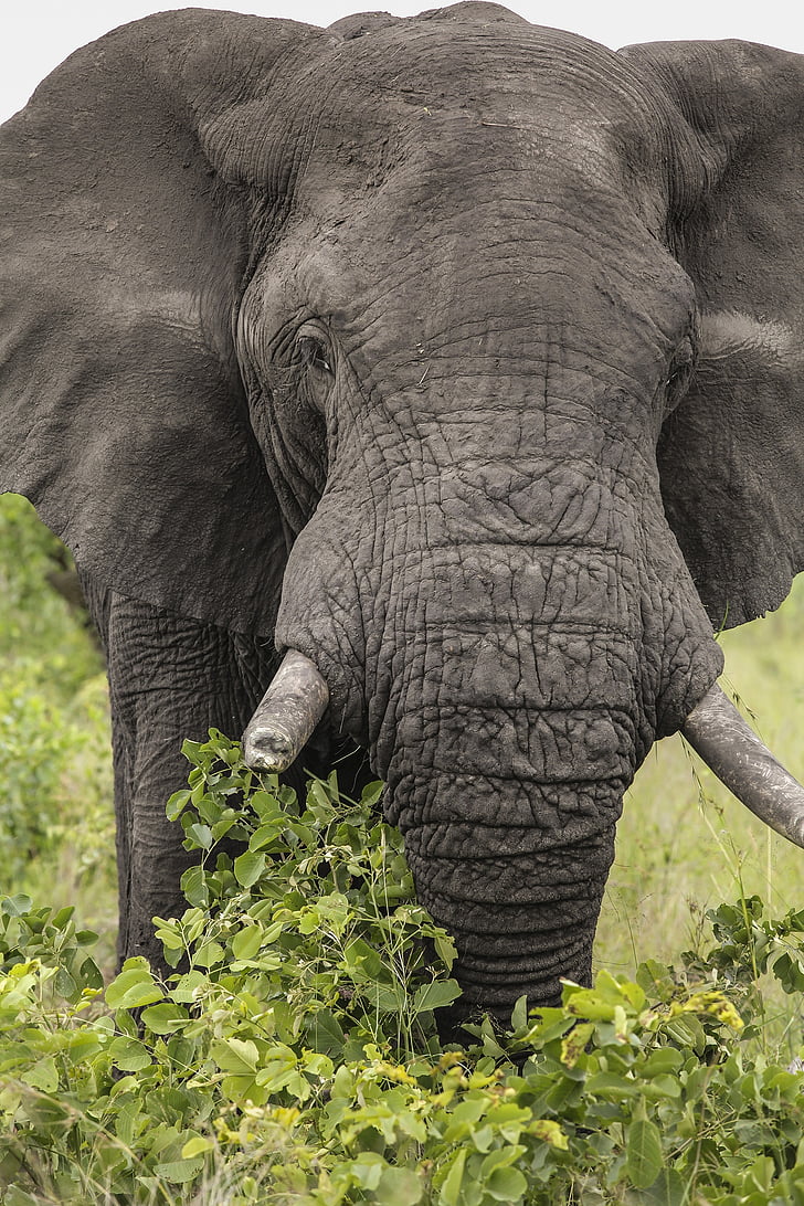 éléphant, faune, sauvage, l’Afrique, animaux, naturel, habitat