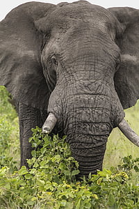 코끼리, 야생 동물, 야생, 아프리카, 동물, 자연, 서식 지
