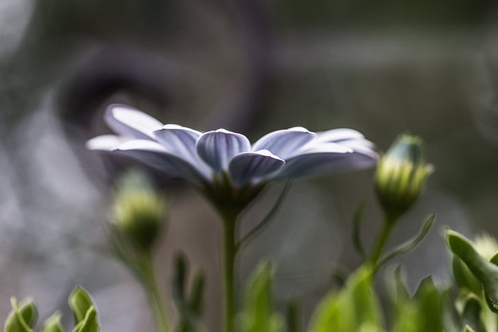 zahrada, květiny, Příroda, závod, květ, detail, Jarní čas