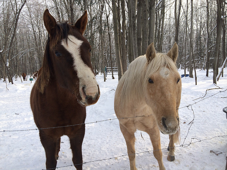 коне, зимни, сняг, природата, конен спорт, студено, еднокопитни
