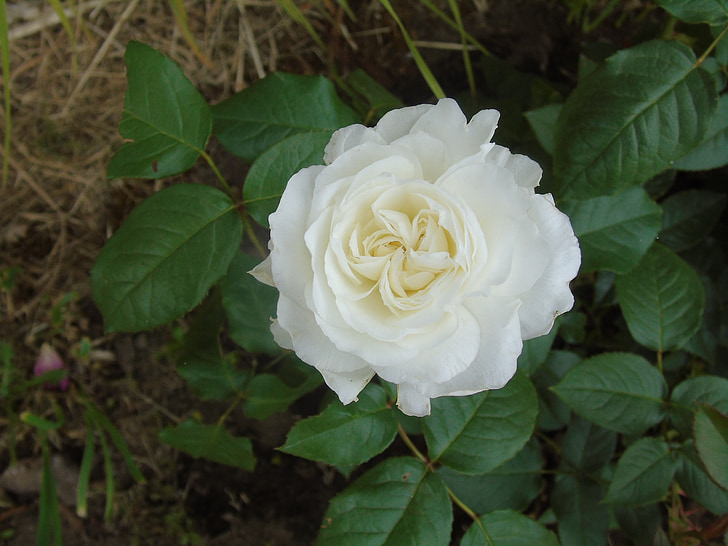 Rosa, flor, blanc, natura, flor, verd, fulla