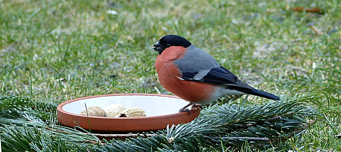 bird, bullfinch, pyrrhula, male, garden, foraging, one animal