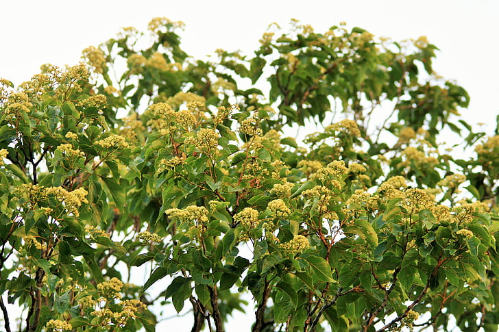 Wildflower, blomma, japanska russin träd, träd, blommande, småblommorna, doftande