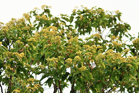Уайлдфлауэр, цветок, Японские изюмом дерево, дерево, цветение, цветочки, ароматные