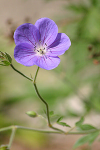 flor, púrpura, Close-up, delicada, floración, pequeño, flores