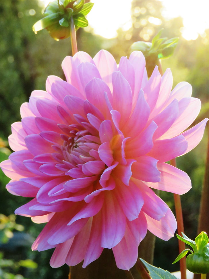 Dahlia, vaaleanpunainen, Blossom, Bloom, kukka puutarha, kesällä