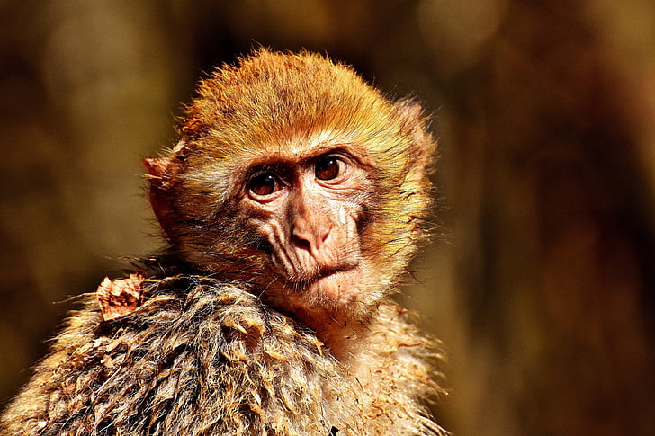 берберски маймуна, Портрет, Сладък, маймуна планински Салем, животните, застрашени видове, диво животно
