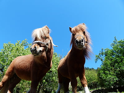 Shetland ponies, ngựa, wuschelig, lông, lông thú, con ngựa, động vật