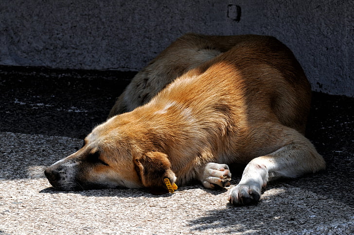 dog, rest, nap, sun, animal