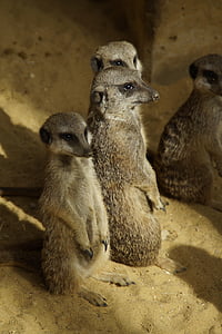 meerkat, 그룹, 식민지, 귀여운, 동물원, 아프리카, 생물