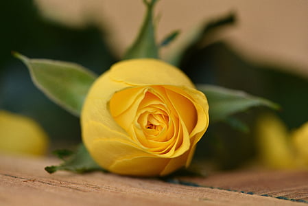 ruža, zatvorena, cvijet, cvijet, cvatu, žuta, Žuti cvijet