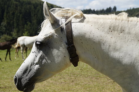 mare, mold, arabs, horse, thoroughbred arabian, pasture, horse head