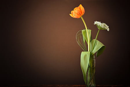 Tulipa, flor, taronja, blanc, flor de porro, flor, flor