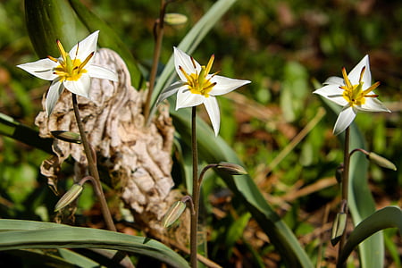 Star tulip, pequeñas estrella tulip, flor, floración, flores, amarillo-blanco, estrella