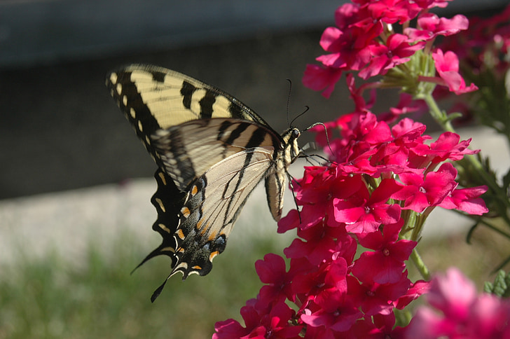 butterfly, yellow butterfly, butterfly on flower, flowers, nature, pink flowers