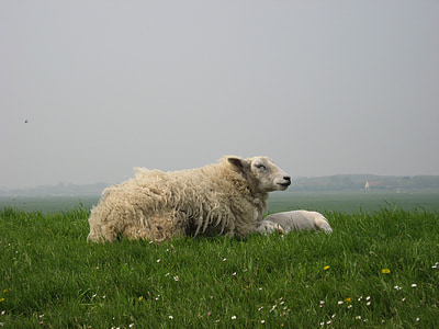 sheep, lamb, dyke, west frisian, animal