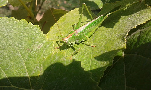 cricket, green, nature, insect, grasshopper, wildlife, summer