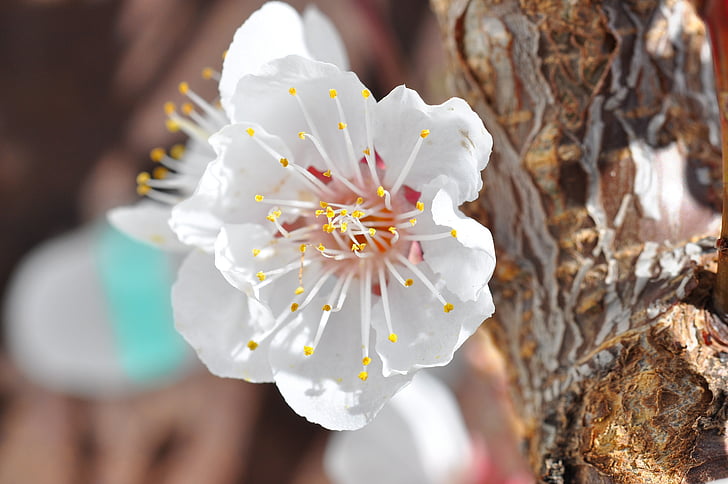flor d'albercoc, flor, flor, branca, blanc, tendre, close-up primavera