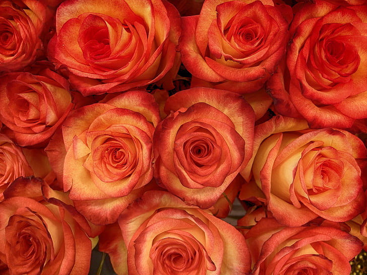 Rosa, brots, flor, vermell brillant, Rosa, natura, plantes