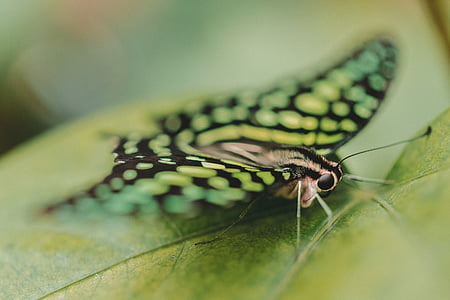 papillon, papillon de nuit, insecte, macro, gros plan, nectar, pollen