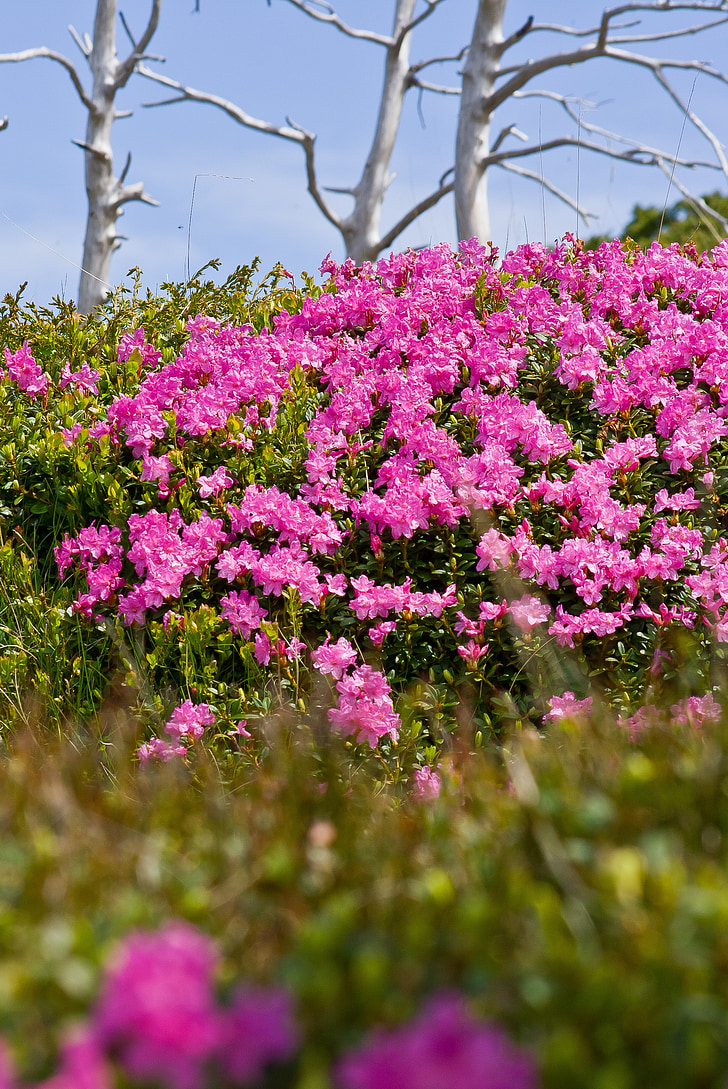 vijolična, cvet, Hill stranski, gorskih potonika