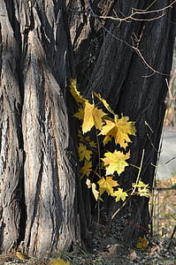 jeseni, drevo, listje, Park