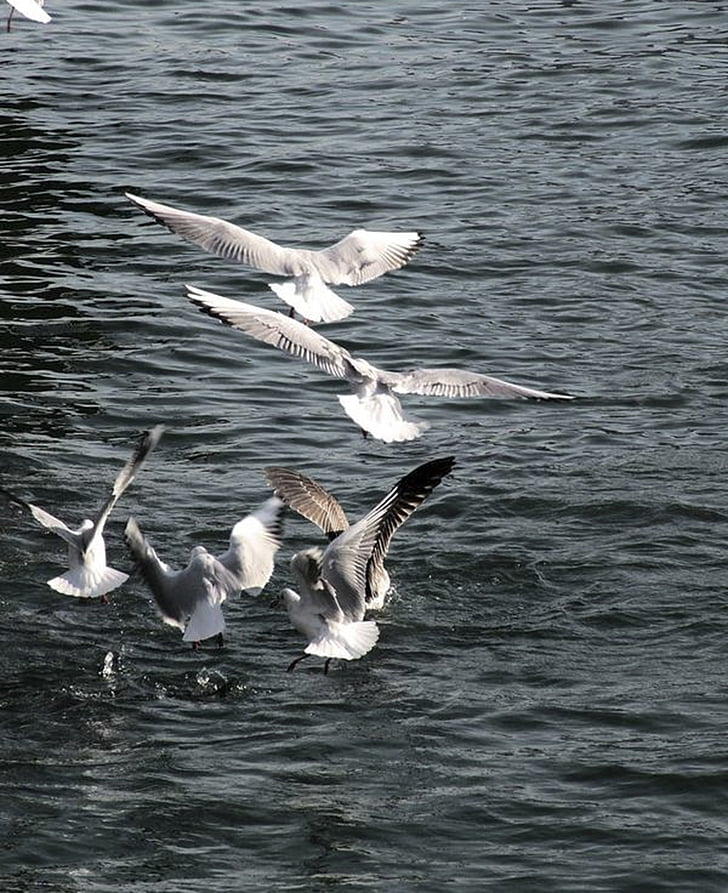 Seagulls, lennu, Sea, lind, tiivad, lennata, loodus