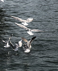 seagulls, flight, sea, bird, wings, fly, nature