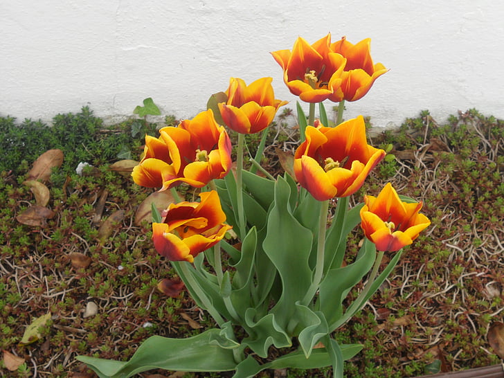 flors, tulipes, salutació floral, planta, color, jardí, flor