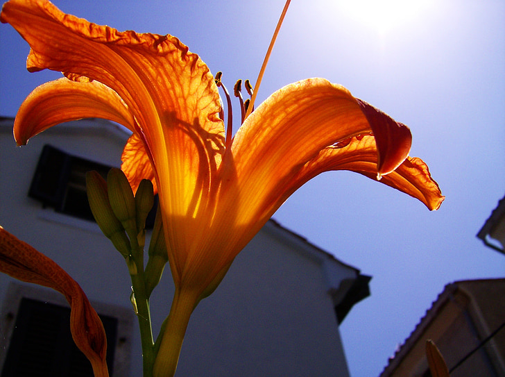 lily, flowers, close, nature, perspective