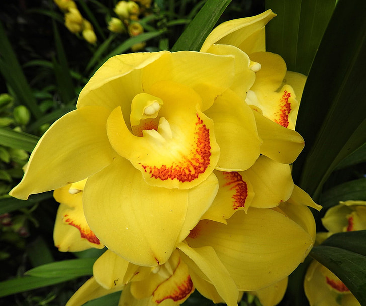 Cymbidium, orchidej, květ, žlutá