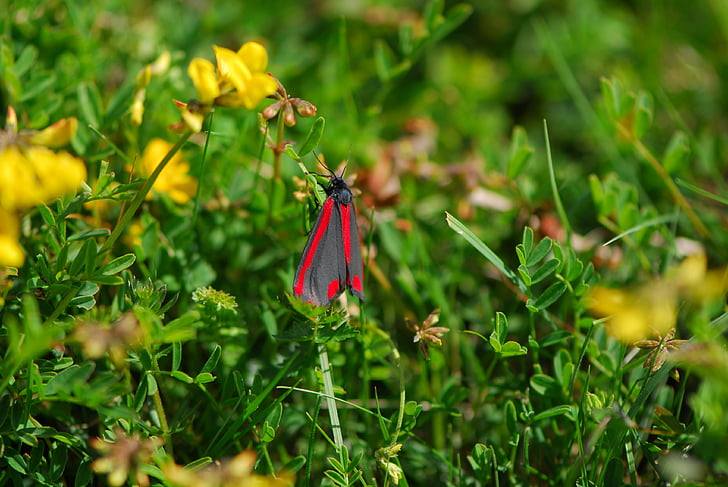 Cinnabar moth, papillon de nuit, printemps, cinabre, nature, insecte, faune