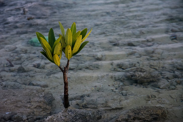 leaf, sprout, body, water, plant, desert, nature