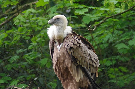 griffon vulture, raptor, zoo