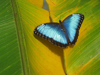 vlinder, insect, blad, dier, vlinder - insecten, natuur, dierlijke vleugel