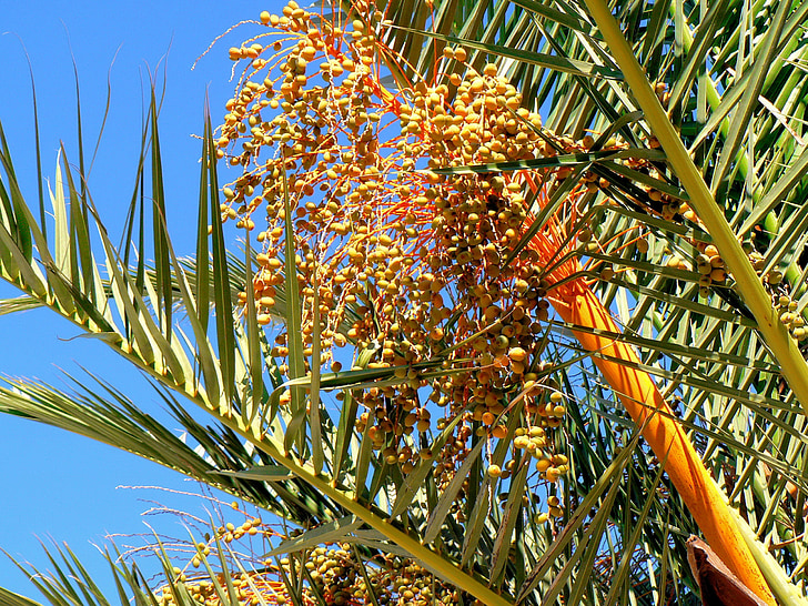 date-palm, dates, fruit, trees, power, collection