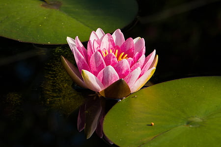water lily, pink, blossom, bloom, pond, aquatic plant, flower