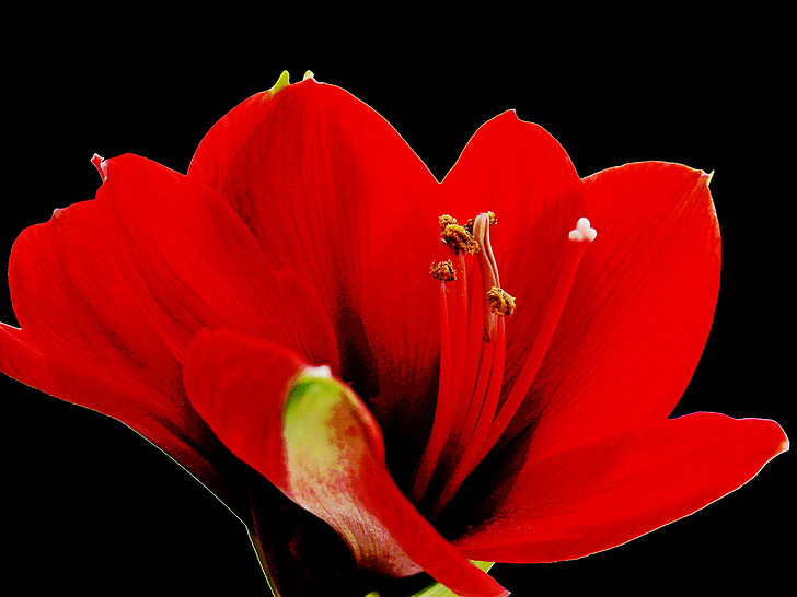 Amaryllis, flor, flor, vermell, flor, tancar, flor vermella